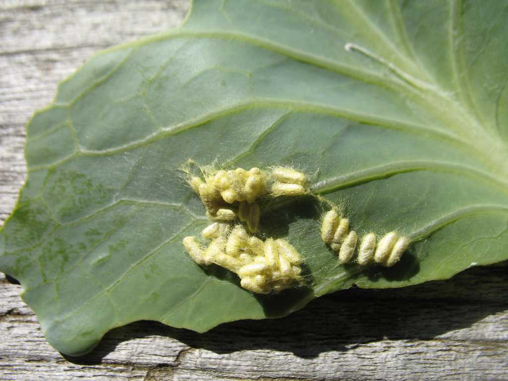 Imported cabbageworm